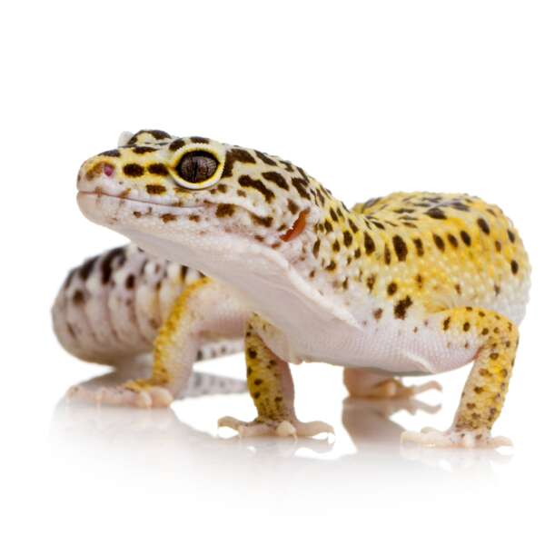 Pet Only Geckos